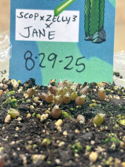 Jane x ScopXZelly3 (and reverse) 30 ct. Seed Packs