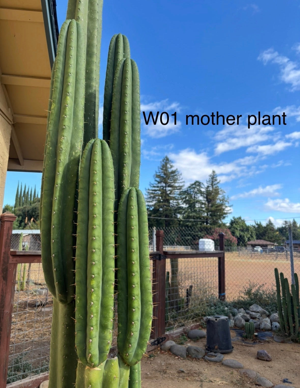 “W01” rooted mid