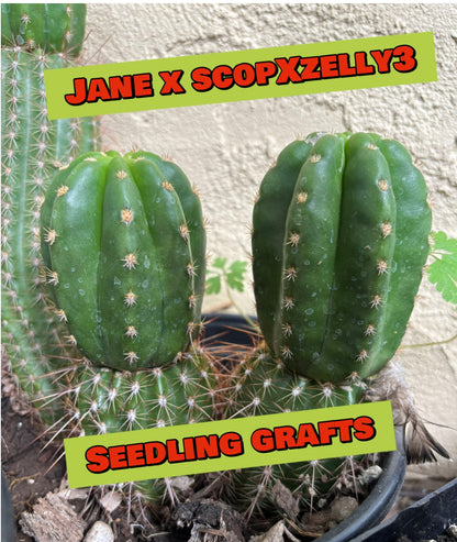 Jane x ScopXZelly3 (and reverse) 30 ct. Seed Packs