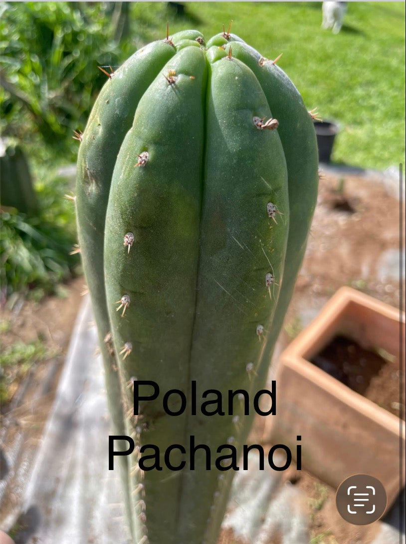 Chaka x Poland Pachanoi 30ct seed pack
