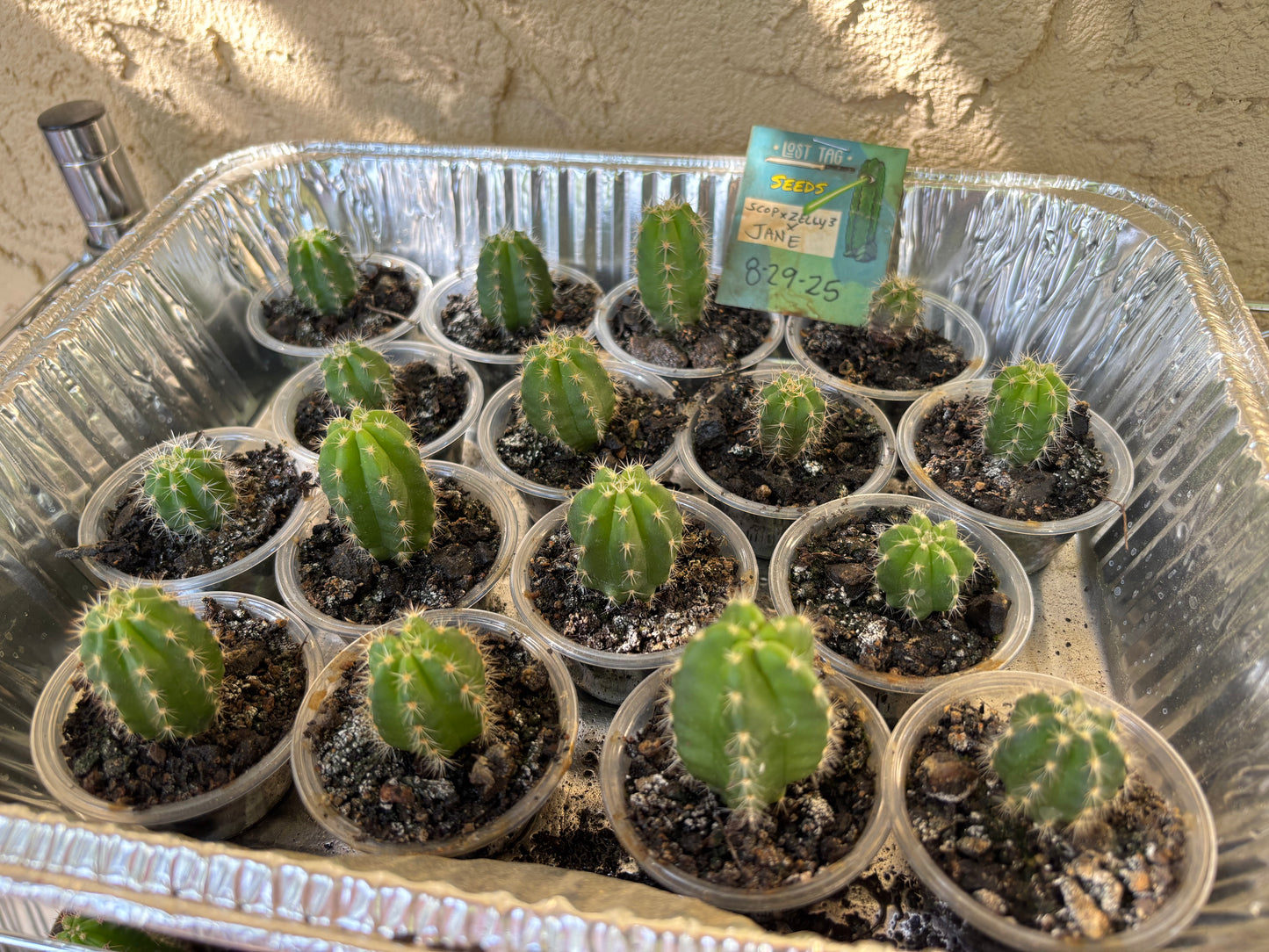 Jane x ScopXZelly3 (and reverse) 30 ct. Seed Packs