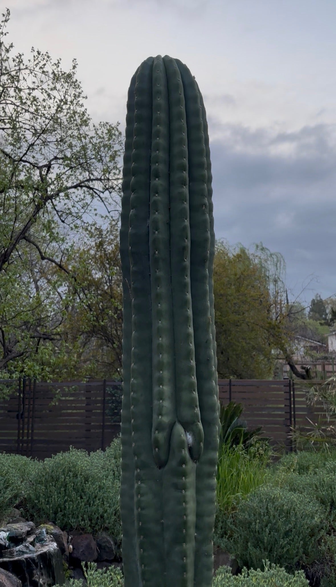 Jane x ScopXZelly3 (and reverse) 30 ct. Seed Packs