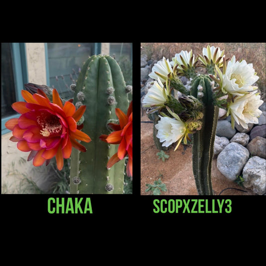 Chaka x ScopxZelly3 - 30ct seed pack