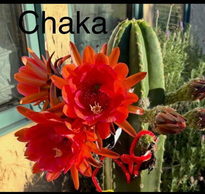 Chaka x Poland Pachanoi 30ct seed pack