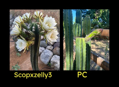 ScopxZelly3 x PC graft to PC