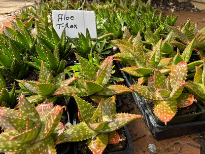 Rooted Aloe Vera