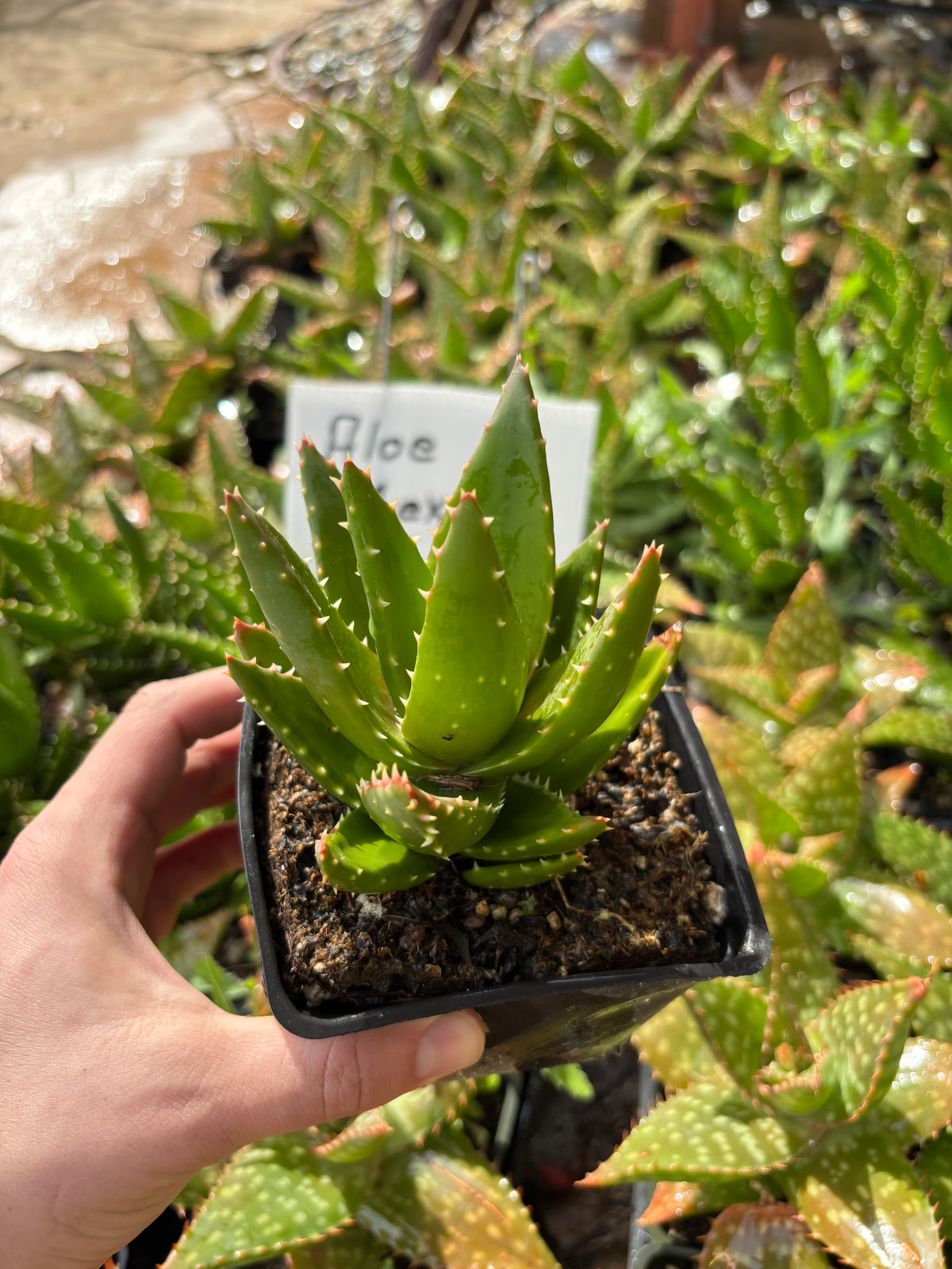 Rooted Aloe Vera