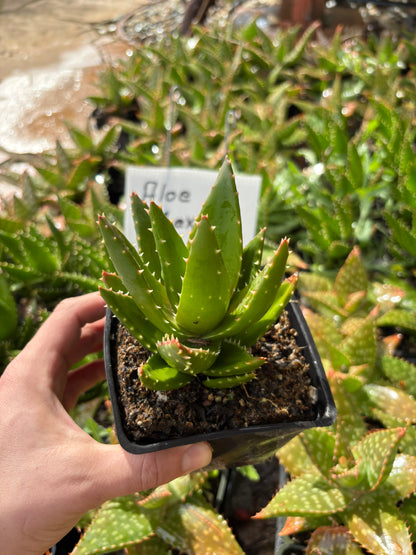 Rooted Aloe Vera