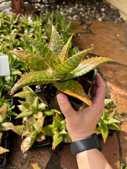 Rooted Aloe Vera