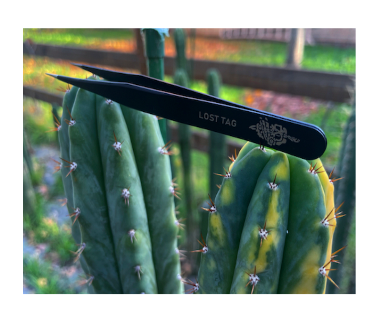 Precision Cactus Spine Removal Tweezers